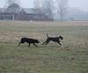 Kosmo och Harry flyger fram över fältet